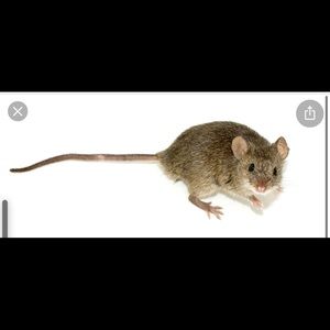 Meet your Posher, Cody